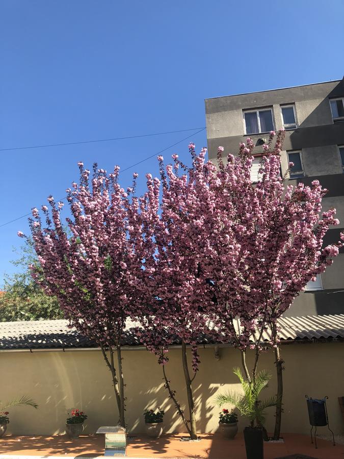 Mosoly Apartman Szeged Luaran gambar