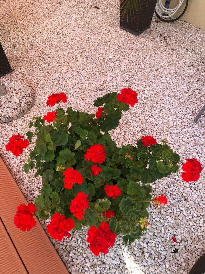 Mosoly Apartman Szeged Luaran gambar